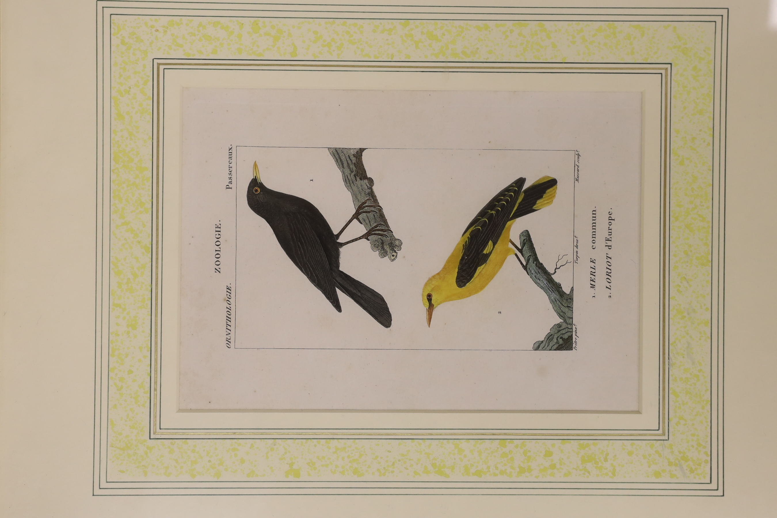 Two 19th century hand coloured ornithological engravings from Turpins ‘Dictionnaire des Sciences Naturelles’, publ. 1816-1830 Paris, F G Levrault, label verso, each overall 20 x 13.5cm, framed as one